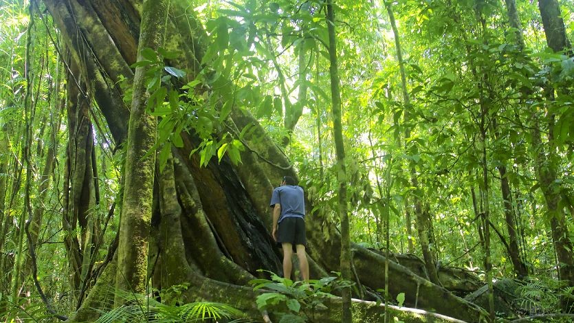 Visitors standing under the massive Curtain Fig Tree in the tropical rainforest of North Queensland
