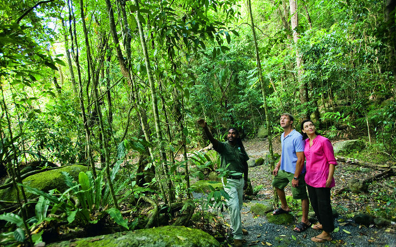 Explore The Daintree Rainforest of Australia